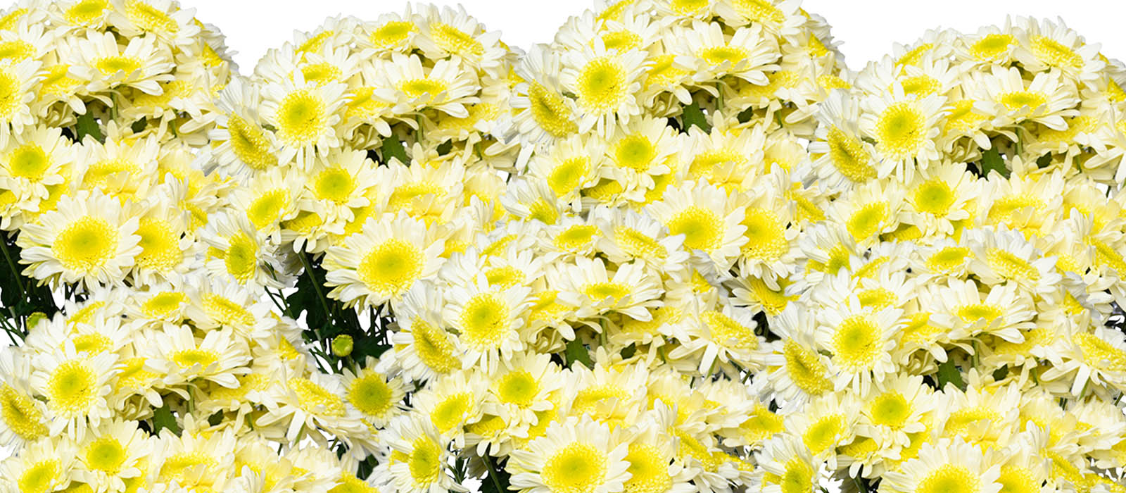 Xpose Chrysant GEWAS slider