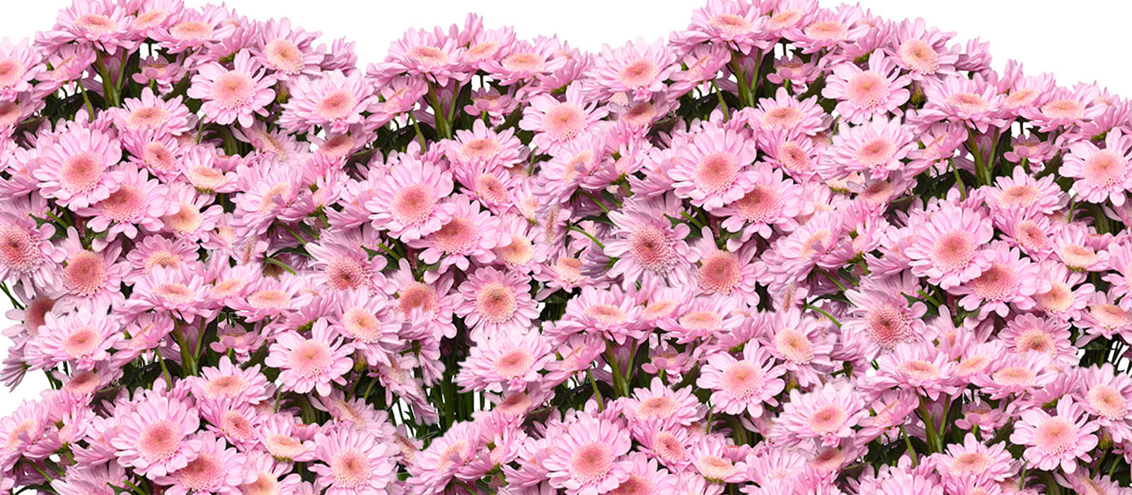 Xpress Chrysant GEWAS slider