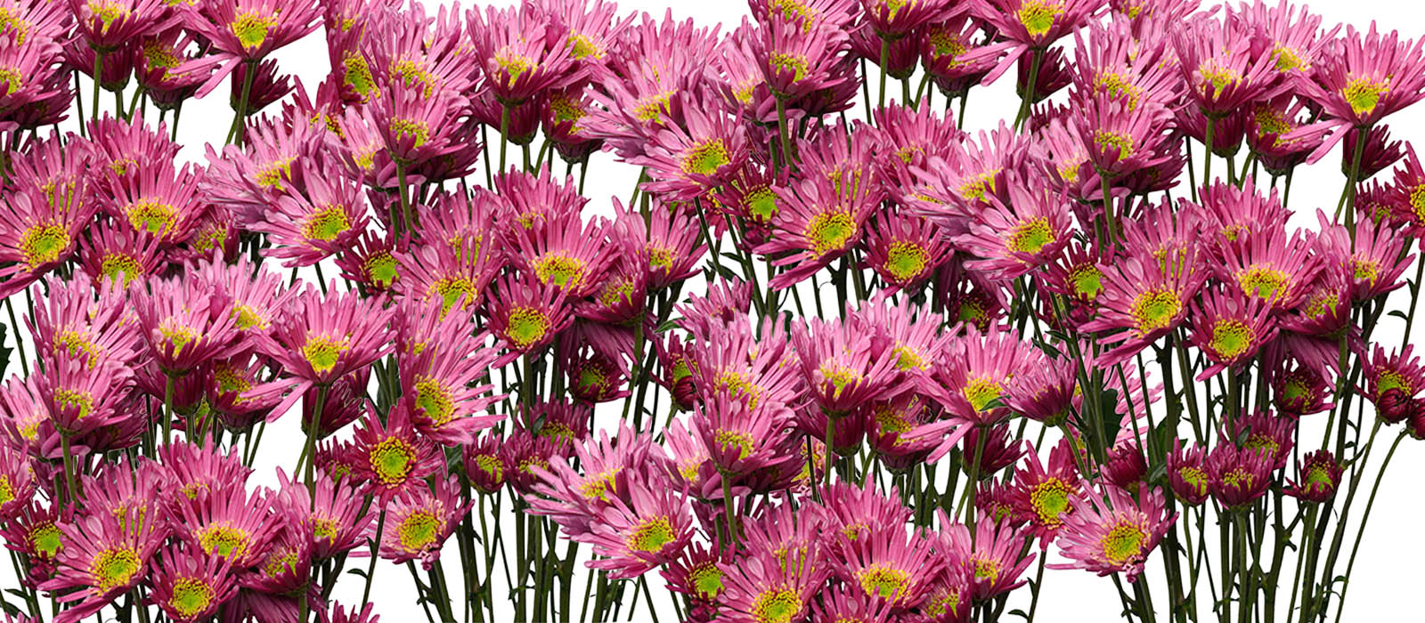 Xtra Chrysant GEWAS slider