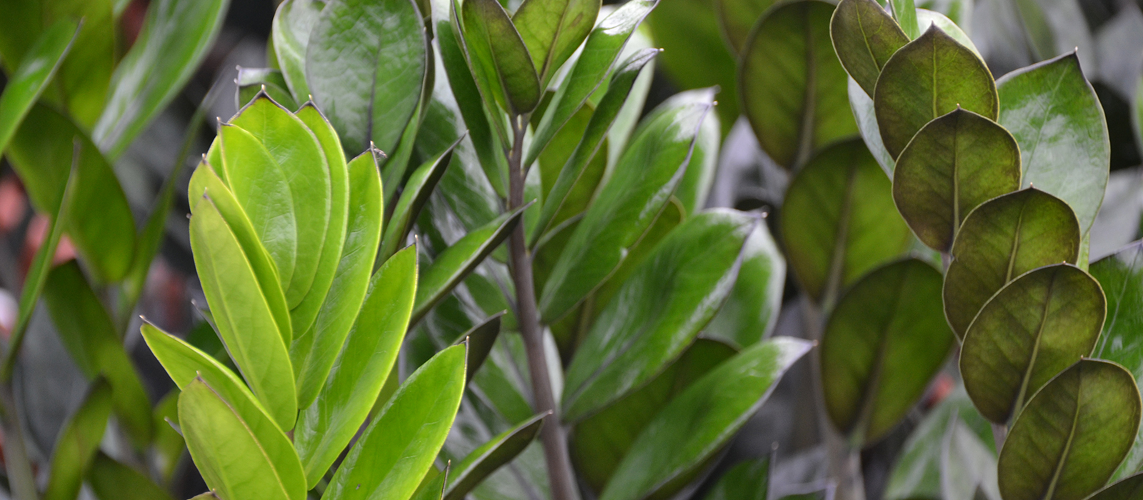 Zamioculcas GEWAS slider 1