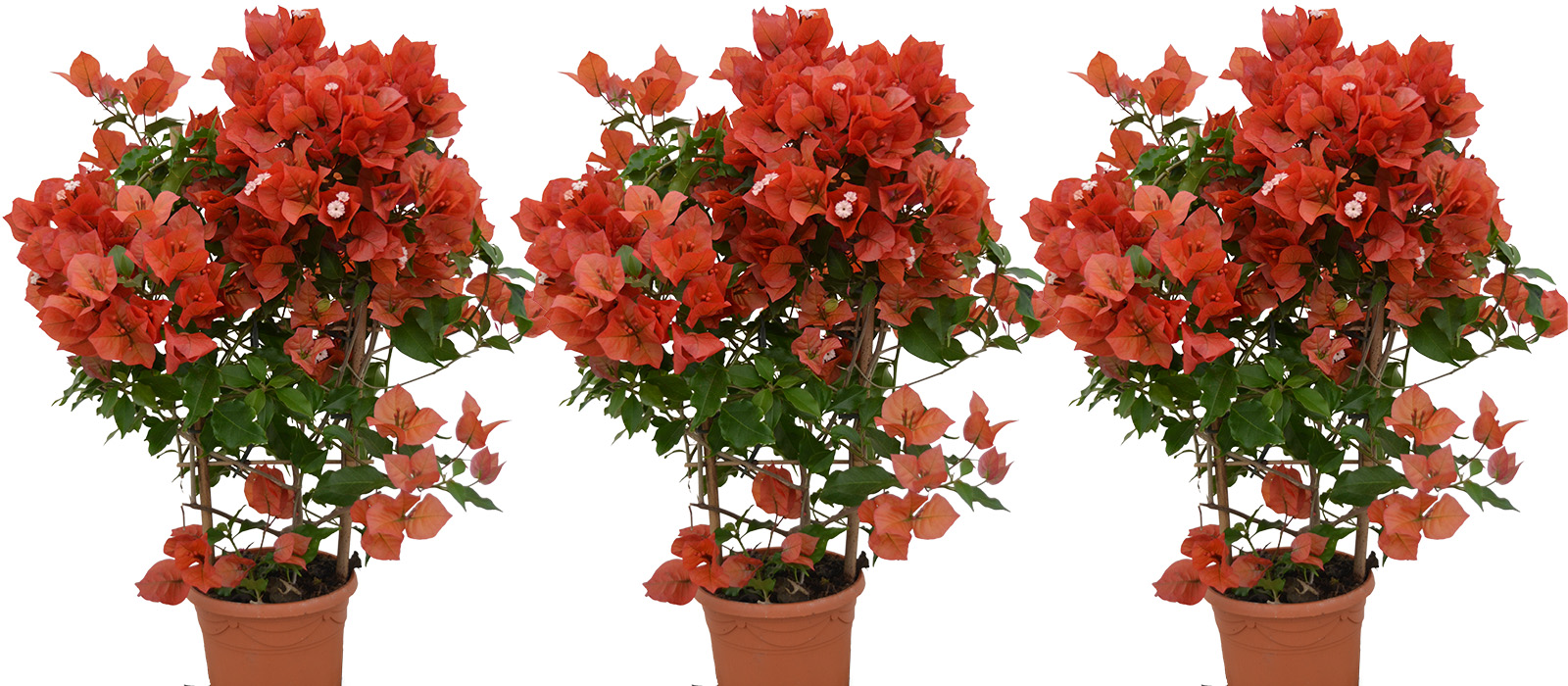 bougainvillea orange GEWAS slider 2