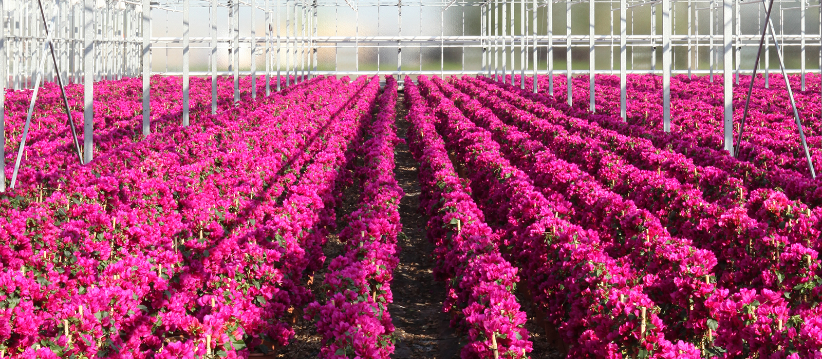 bougainvillea purple GEWAS slider 2